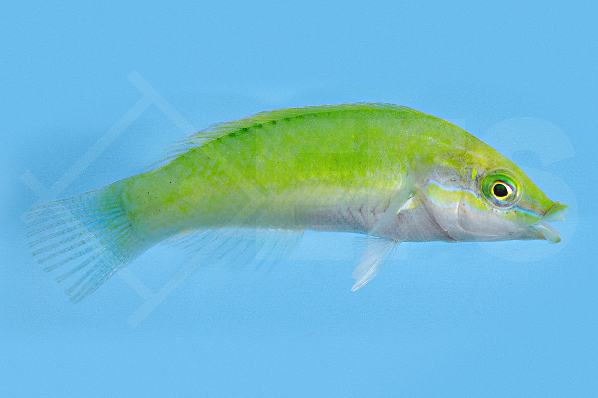 Halichoeres chloropterus - Neongrüner Lippfisch