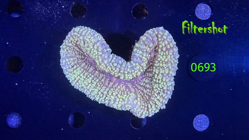 Lobophyllia sp. WYSIWYG 0693