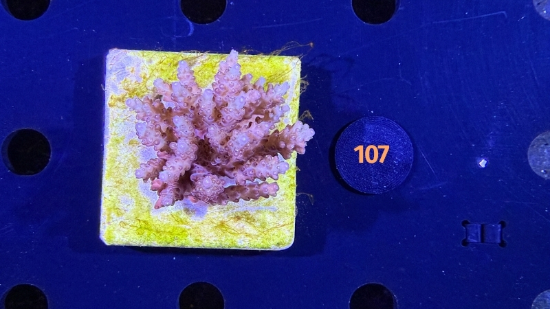 Acropora sp. WYSIWYG 0107