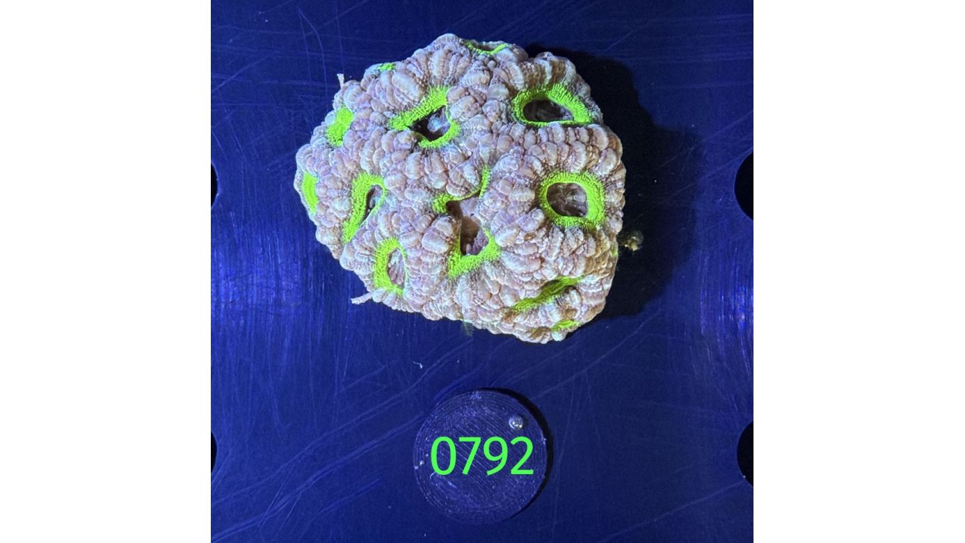 Acanthastrea sp. WYSIWYG 0792