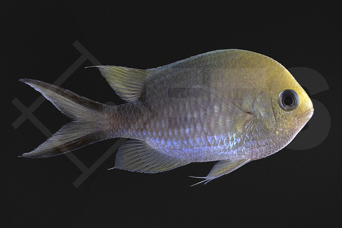 Chromis ternatensis - Ternate Schwalbenschwänzchen