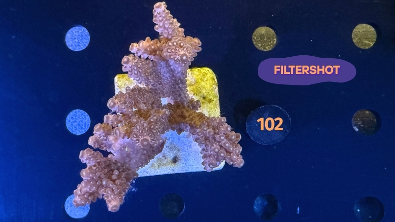 Acropora sp. WYSIWYG 0102