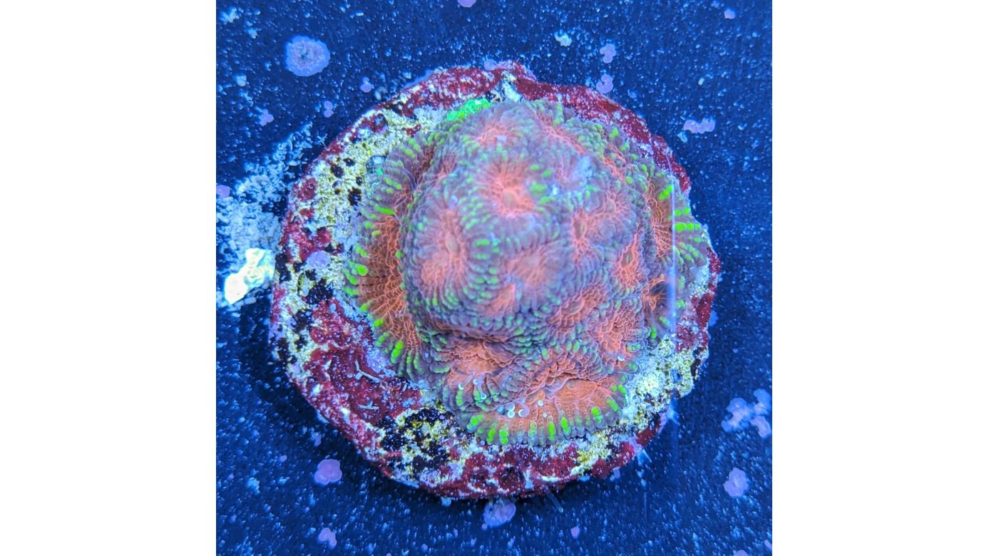 Favia sp. - Hirnkoralle Double Red Deutsche Nachzucht 0031