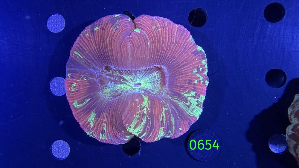 Trachyphyllia geoffroyi WYSIWYG 0654