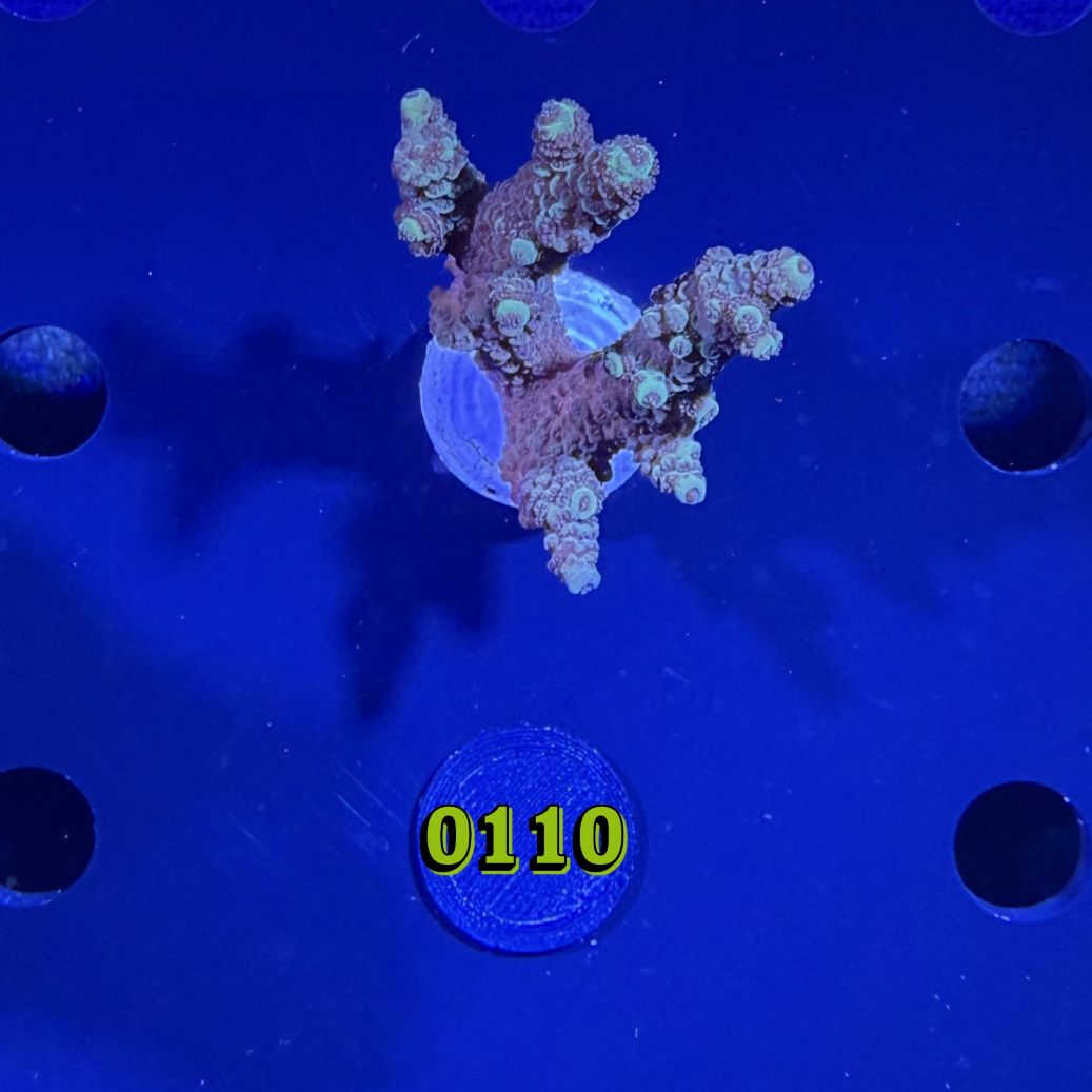 Acropora sp. WYSIWYG 0110