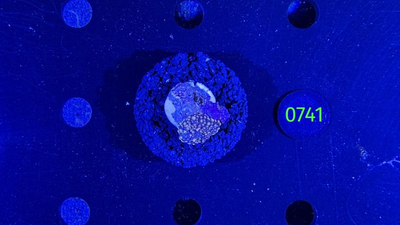 Ricordea sp. WYSIWYG 0741