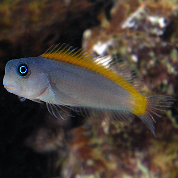 Ecsenius lividanalis - Schleimfisch
