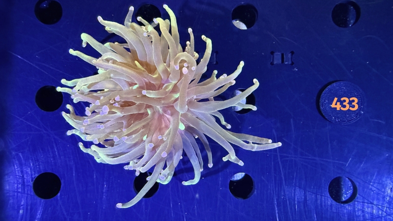 Euphyllia glabrescens - Fackelkoralle Torch 1 Kopf 0433