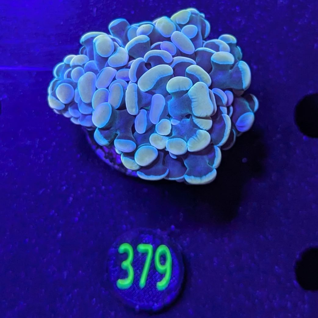 Euphyllia paraancora 2 Kopf "multicolor" 0379