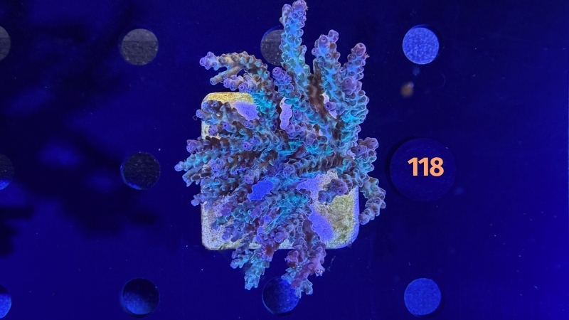 Acropora sp. WYSIWYG 0118