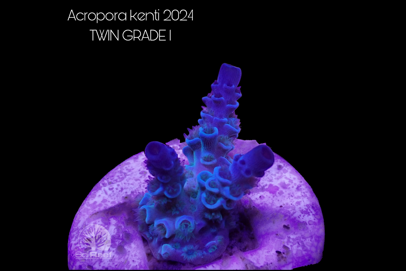 SciReef Acropora kenti TWIN Grade 1 0297