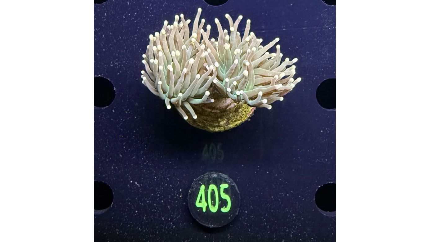 Euphyllia glabrescens - Fackelkoralle Torch 2 Köpfe 0405