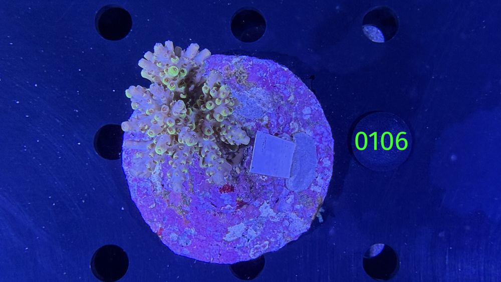 Acropora sp. WYSIWYG 0106