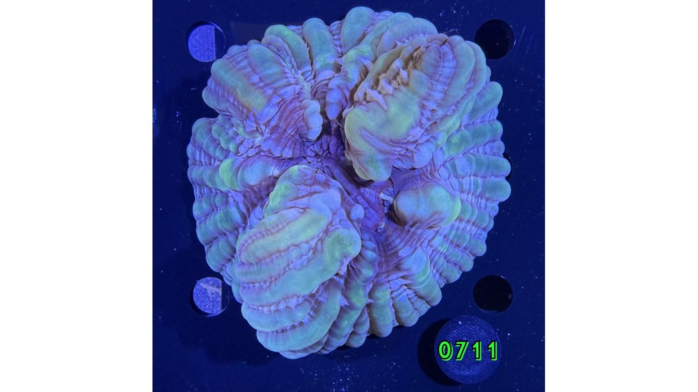 Cynarina lacrymalis WYSIWYG 0711