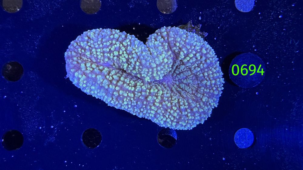 Lobophyllia sp. WYSIWYG 0694