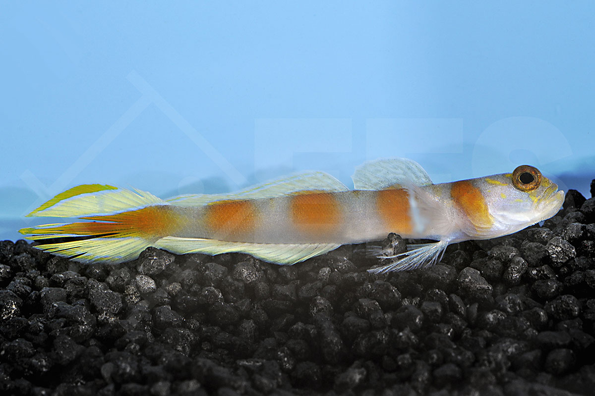 Cryptocentrus aurora - Partner-Grundel