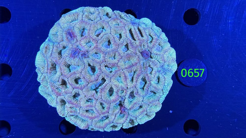 Favites sp. WYSIWYG 0657