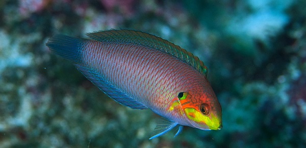 Macropharyngodon moyeri - Moyers Leoparden-Junker