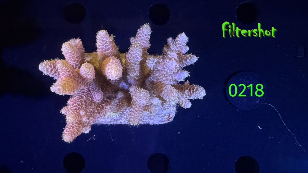 Acropora sp. WYSIWYG 0218