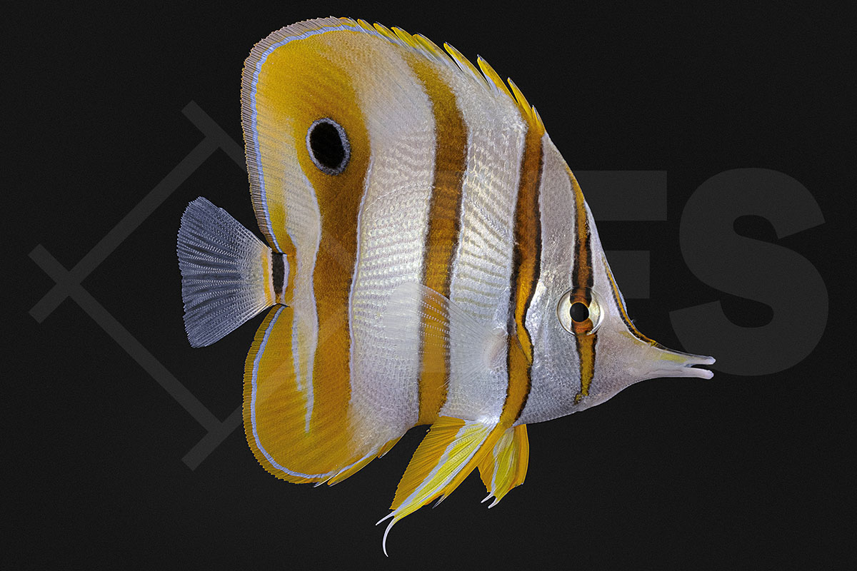 Chelmon Rostratus - Orangebinden Pinzettfisch