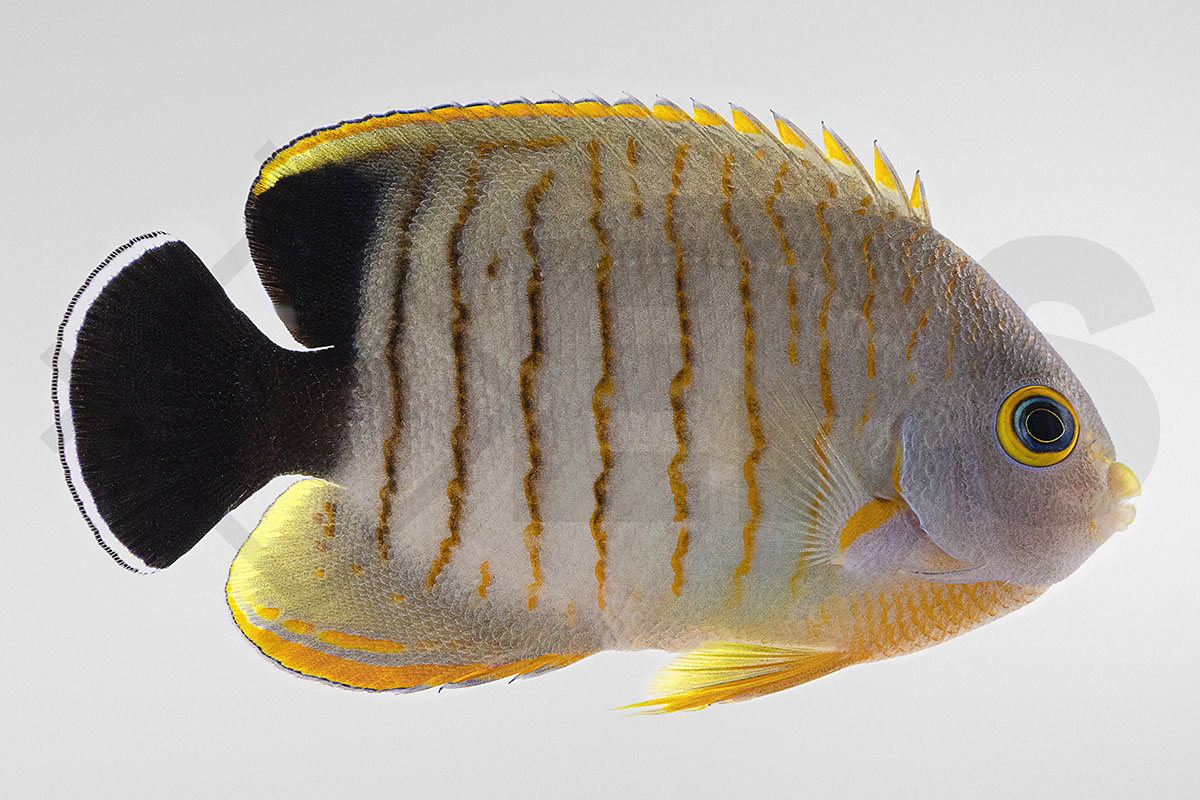 Centropyge eibli - Eibl's Zwergkaiserfisch