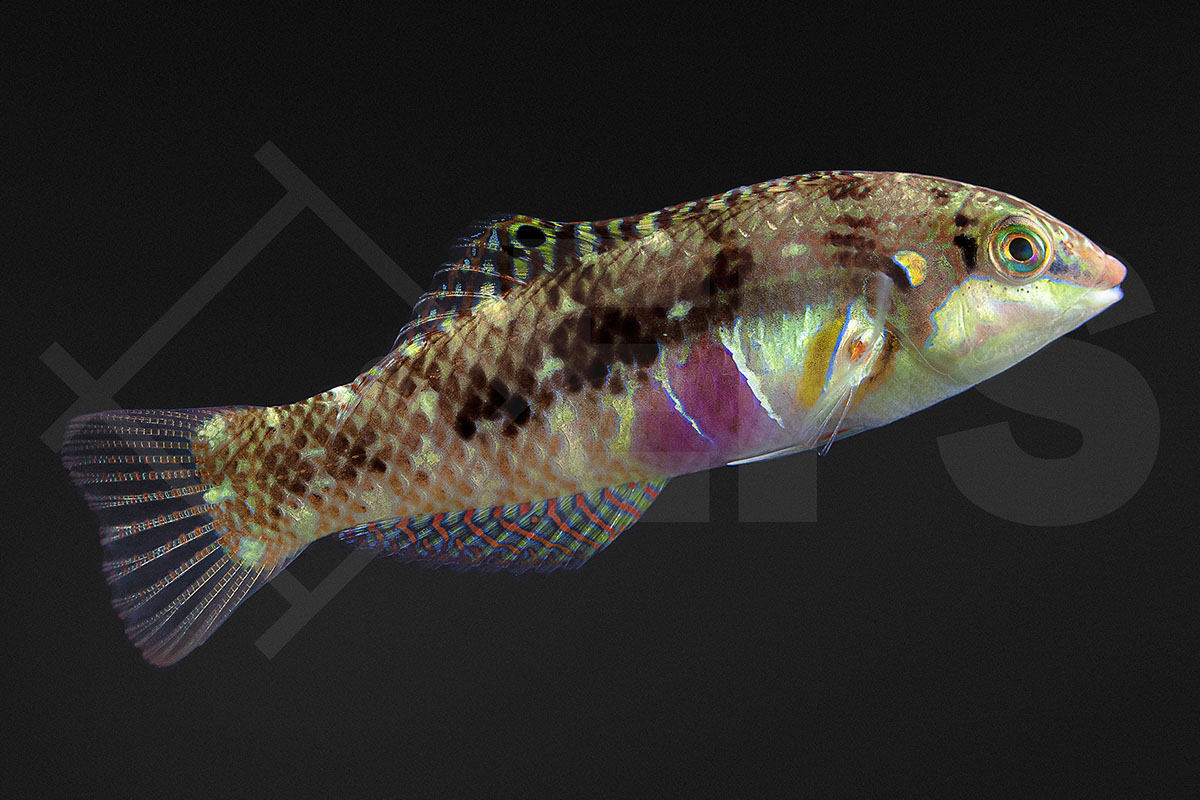 Halichoeres nebulosus - Kirschflecken-Lippfisch