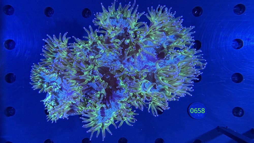 Catalaphyllia jardinei WYSIWYG 0658