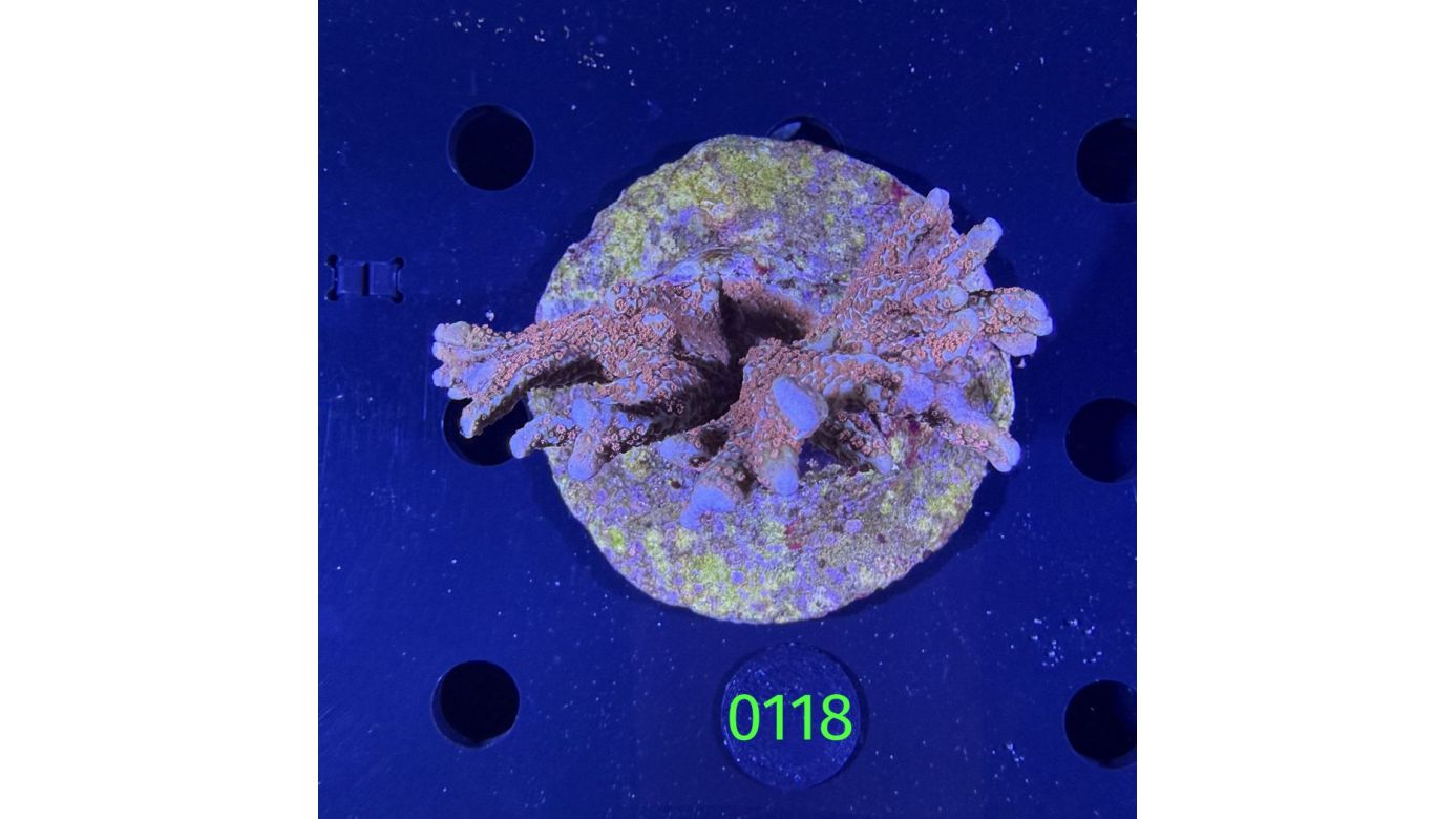 Montipora sp. WYSIWYG 0118