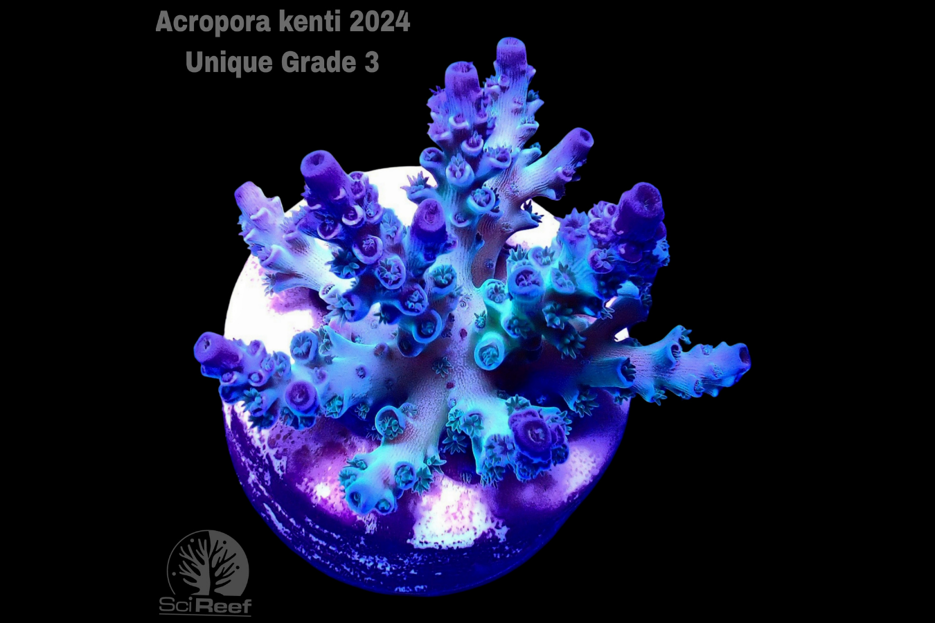 SciReef Acropora kenti Unique Grade 3 0300