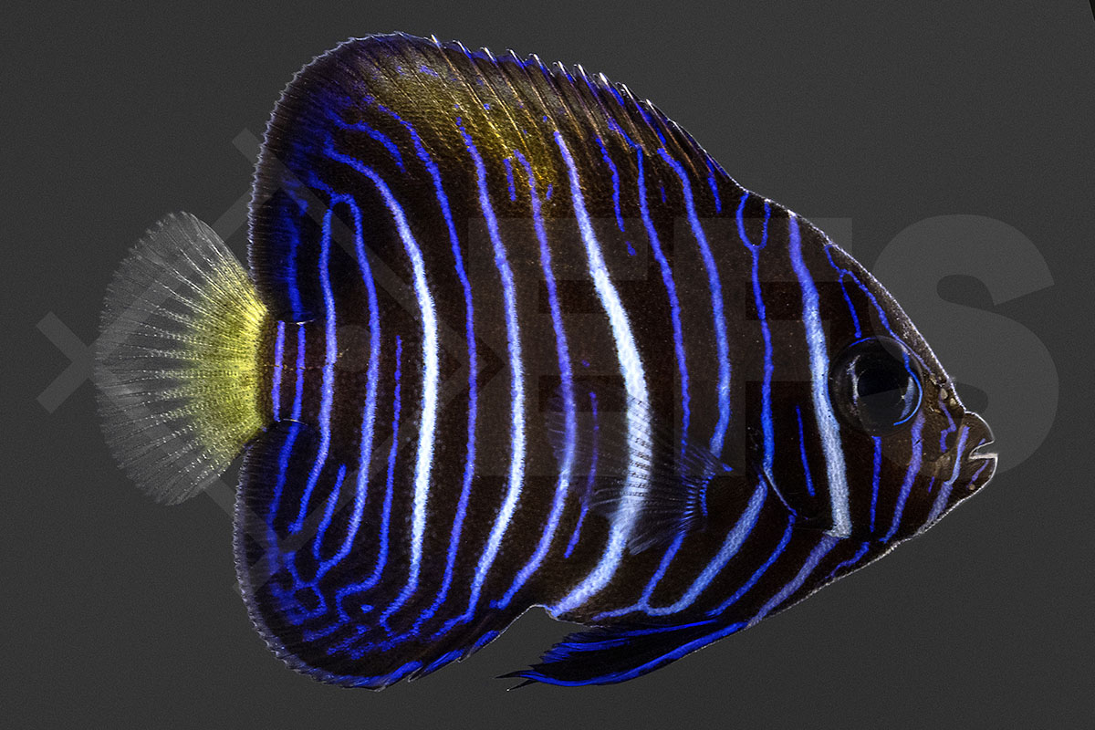 Pomacanthus maculosus - Arabischer Kaiserfisch gelbe Sichel