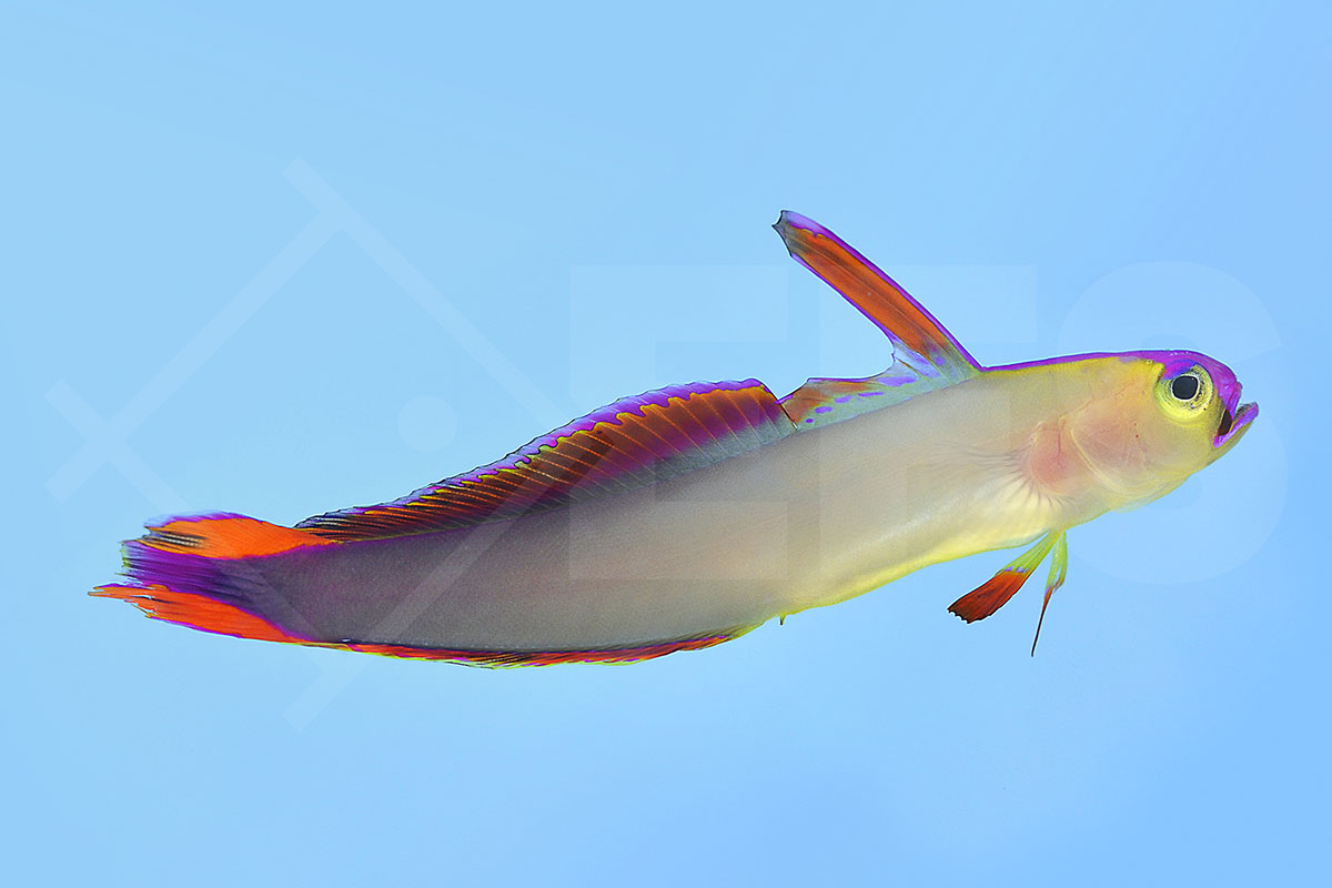 Nemateleotris decora - Dekor Schwertgrundel