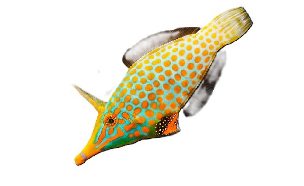 Oxymonacanthus longirostris - Orangeflecken-Feilenfisch