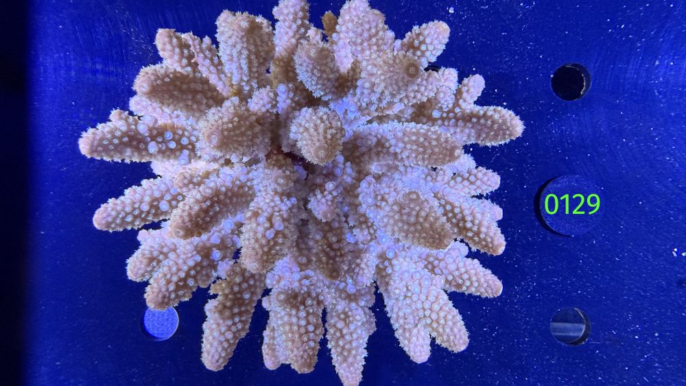 Acropora humilis FIJI WYSIWYG 0129