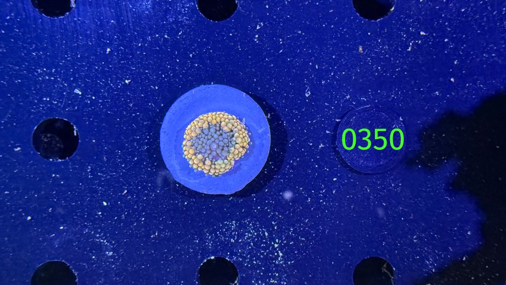 Ricordea Florida - Scheibenanemone multicolor PlanktonPlus Nachzucht 0350