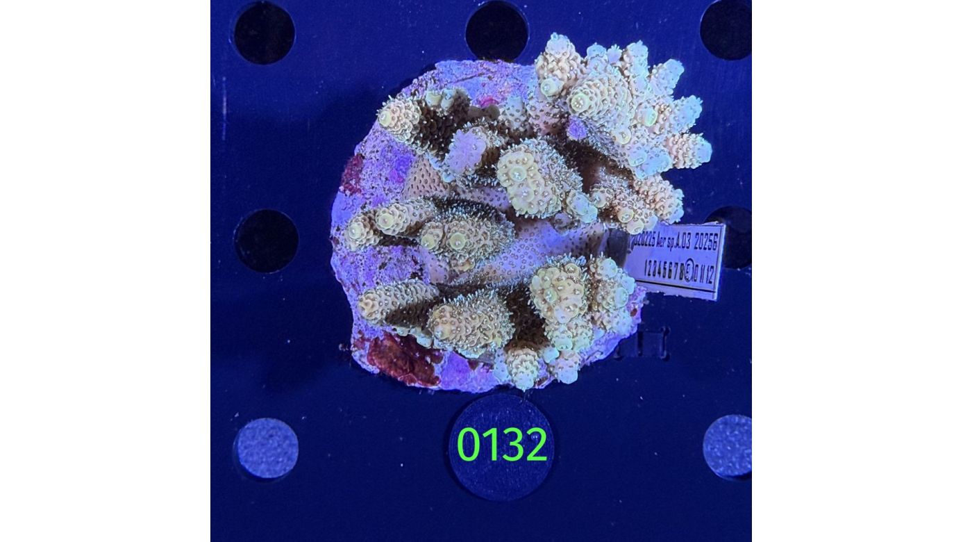 Acropora sp. WYSIWYG 0132