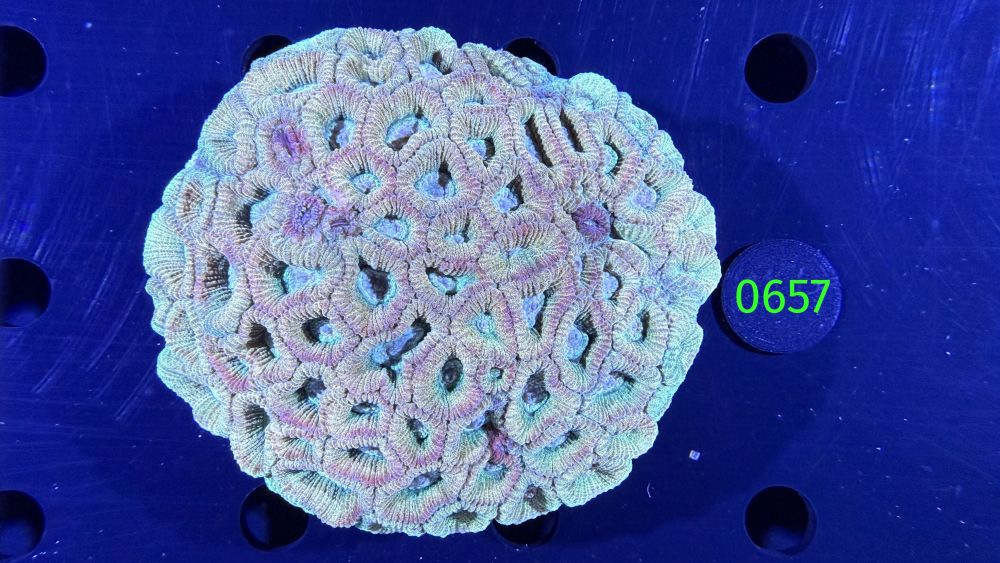 Favites sp. WYSIWYG 0657