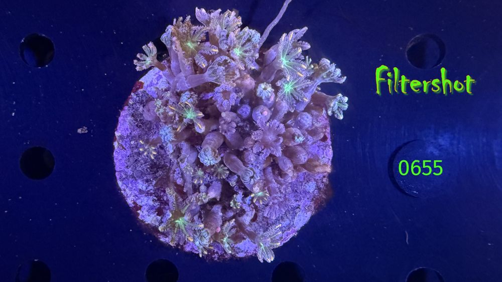 Clavularia spec. WYSIWYG 0655