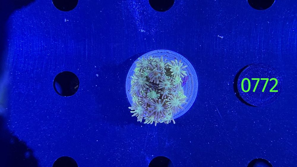 Goniopora sp. WYSIWYG 0772