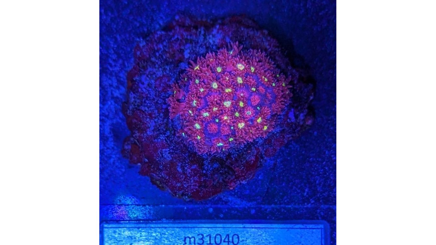 Bernardpora stutchburyi - Margeritenkoralle Yellow Hellfire Deutsche Nachzucht 0011