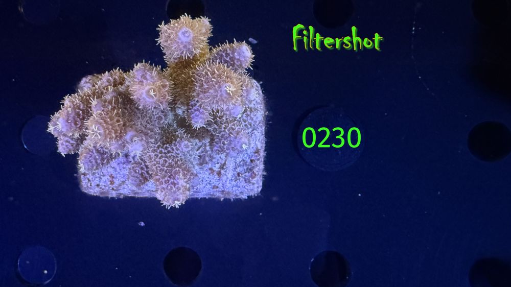 Acropora sp. WYSIWYG 0230