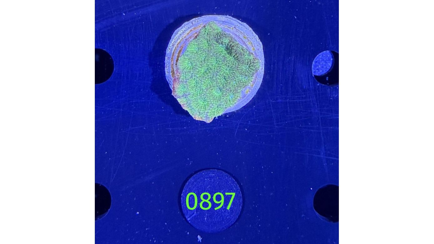 Favia sp. - Hirnkoralle DNZ 0897