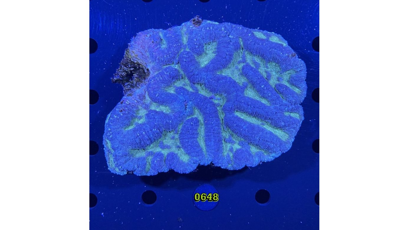 Lobophyllia sp. WYSIWYG 0648