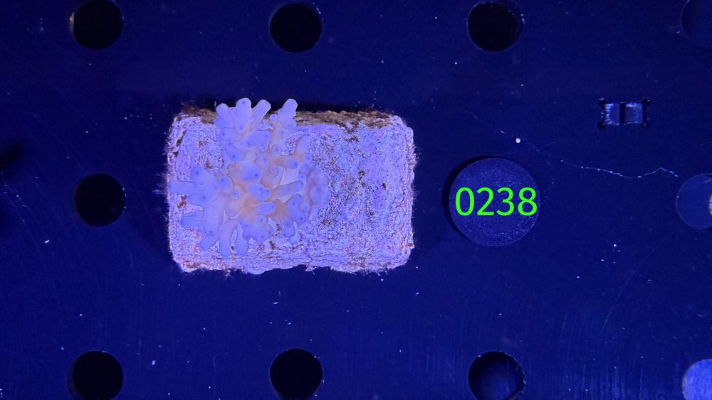 Acropora sp. WYSIWYG 0238
