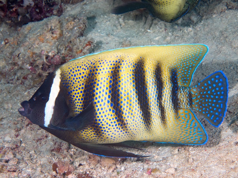 Pomacanthus sexstriatus - Sechsbinden Kaiserfisch