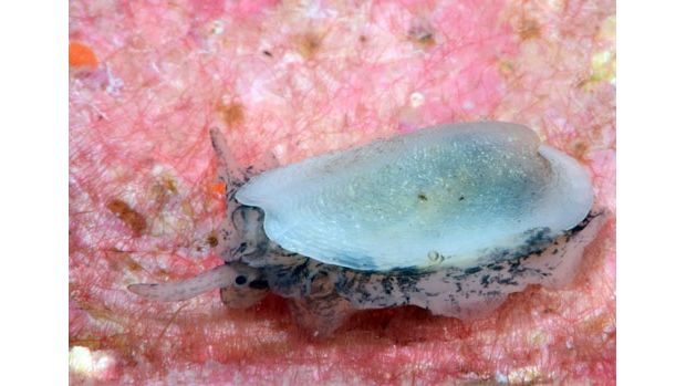 Scutus unguis - Spaltnapfschnecke