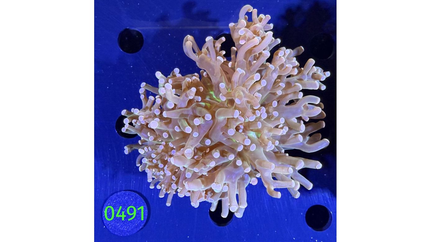 Euphyllia paradivisa - Froschlaichkoralle 0491