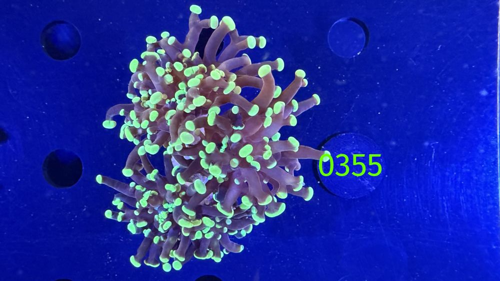 Euphyllia paraancora - 3 Kopf "grün" Deutsche Nachzucht 0355