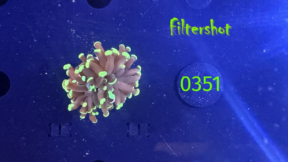 Euphyllia paraancora 1 Kopf "grün"  - Deutsche Nachzucht 0351