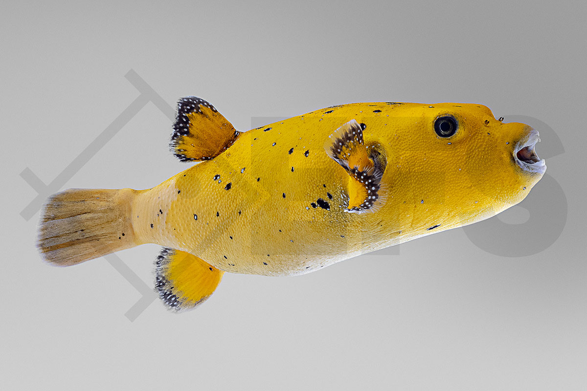Arothron citrinellus - Zitronen Kugelfisch Show XXL