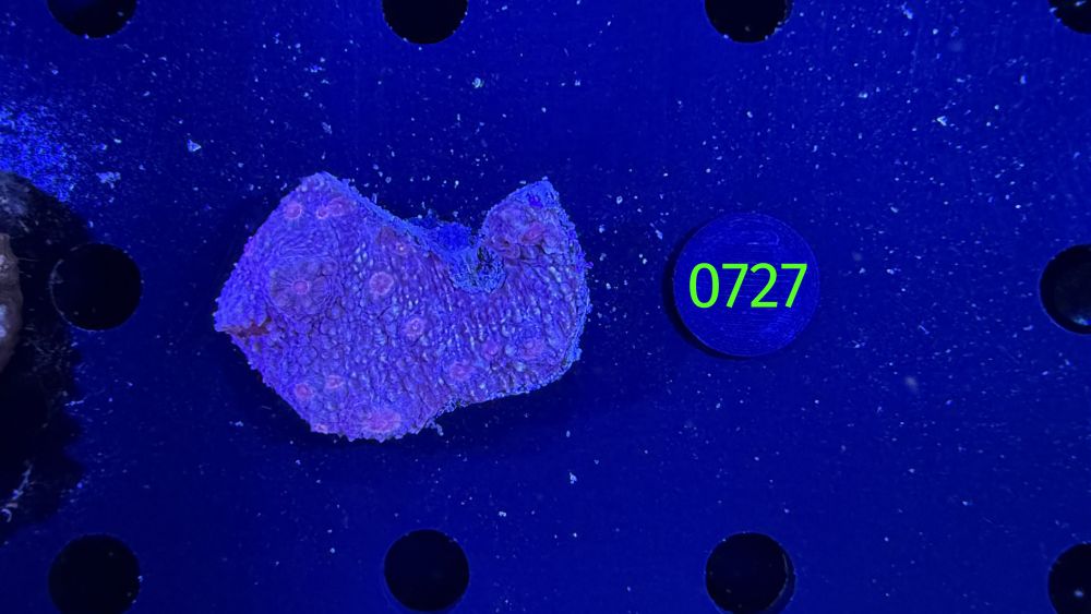 Echinophyllia/Chalice WYSIWYG 0727